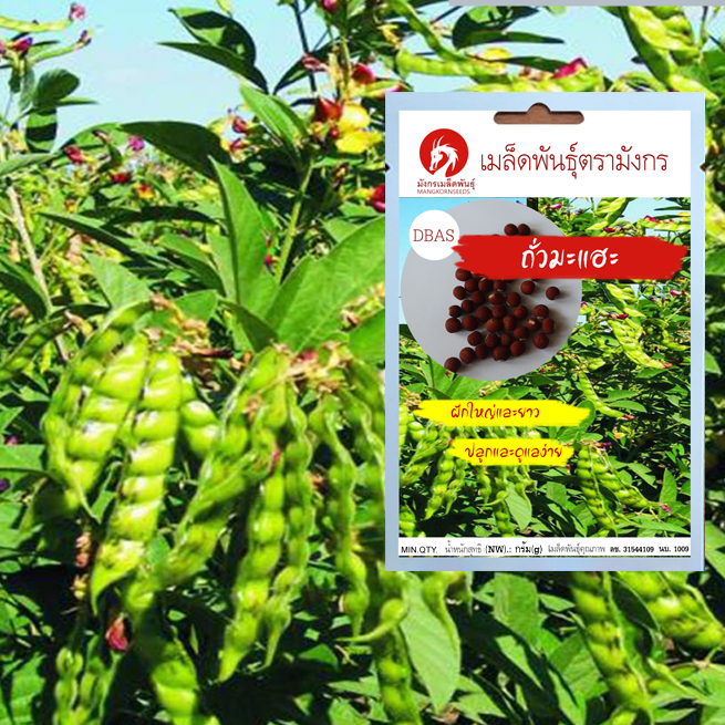เมล็ดพันธ์ถั่วมะแฮะ – ถั่วแระต้น