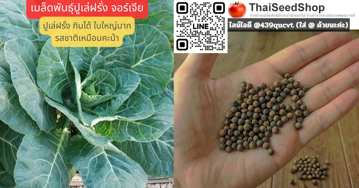 เมล็ดพันธุ์ปูเล่ฝรั่ง จอร์เจีย (Georgia Southern Collards Seed)