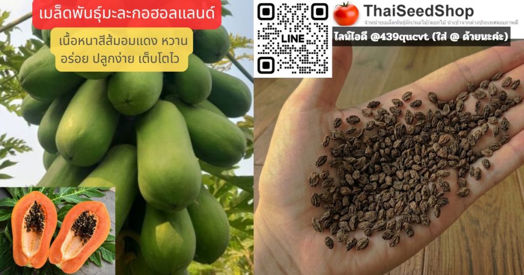 เมล็ดพันธุ์มะละกอฮอลแลนด์
