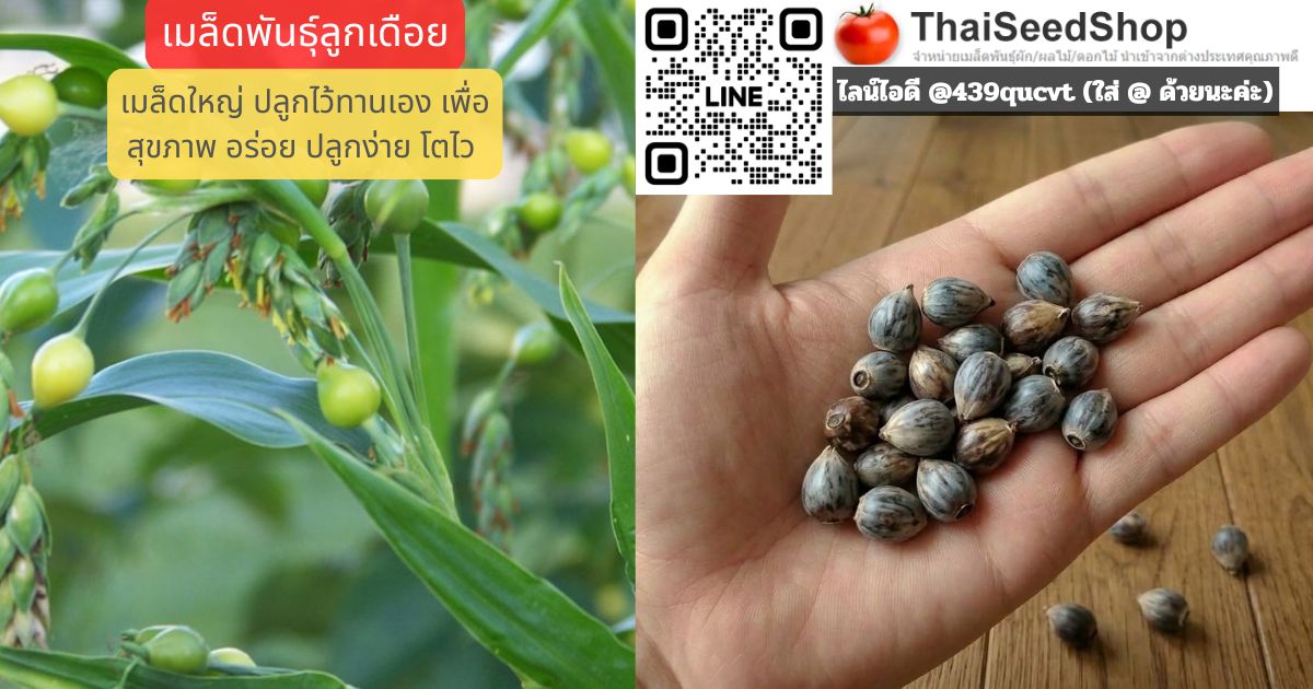เมล็ดพันธุ์ลูกเดือย