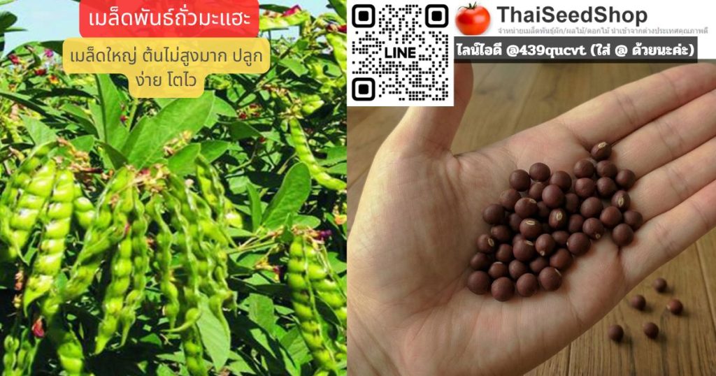 เมล็ดพันธุ์มะแฮะ