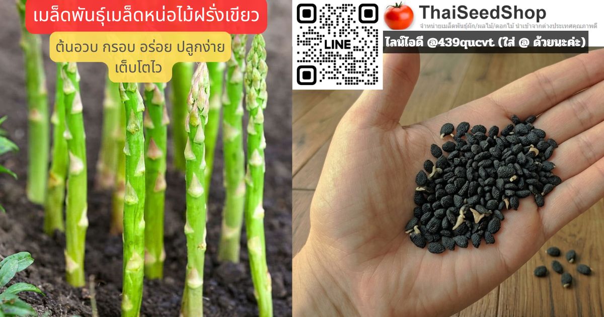 เมล็ดพันธุ์หน่อไม้ฝรั่งเขียว